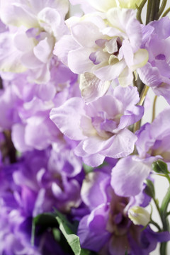 背景是紫色的花。