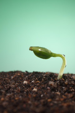 小植物生长的砧木形象