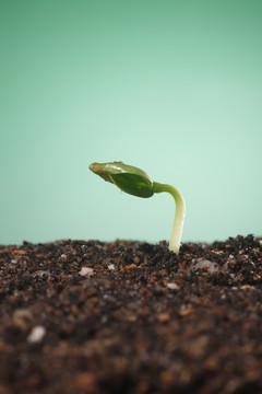 小植物生长的砧木形象