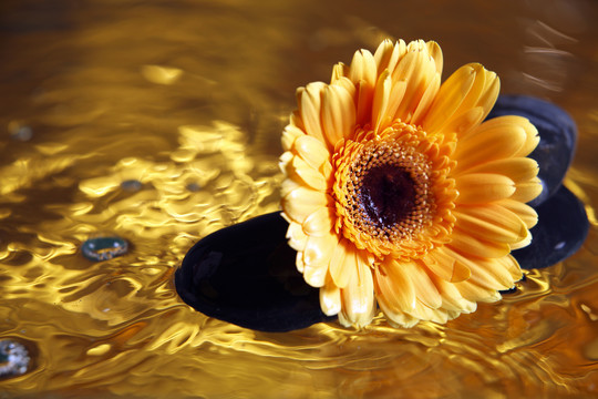 金色液体上雏菊花的特写镜头