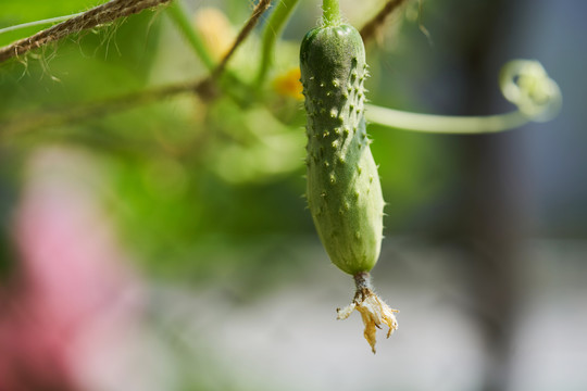 幼嫩的黄瓜，花黄色。多汁新鲜黄瓜特写宏观上的背景叶