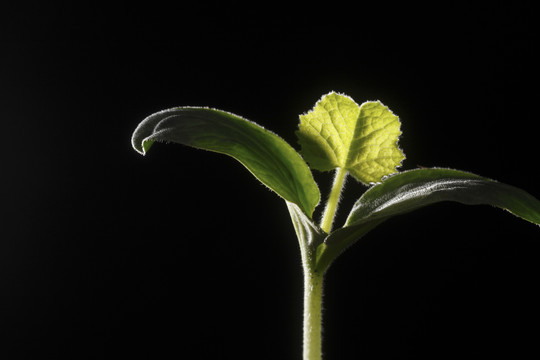 小植物特写