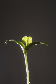 小植物上的水滴