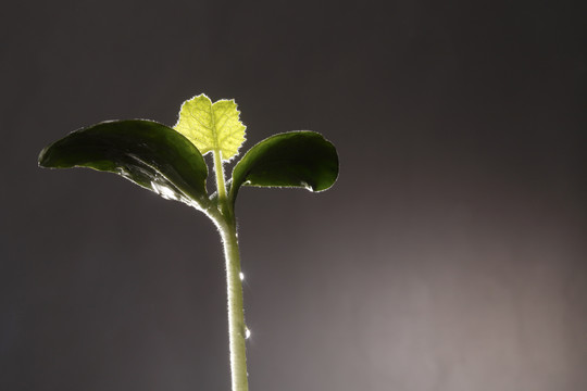 小植物上的水滴