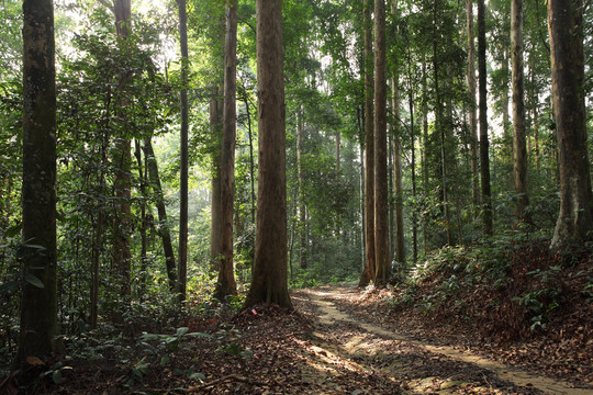 森林里的树