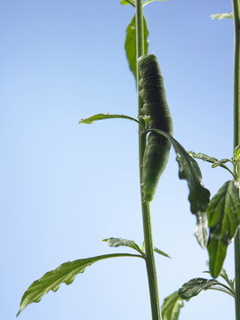 植物上的绿色毛虫