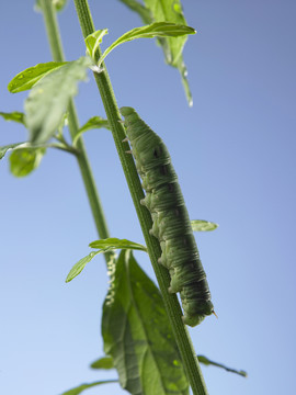 植物上的绿色毛虫