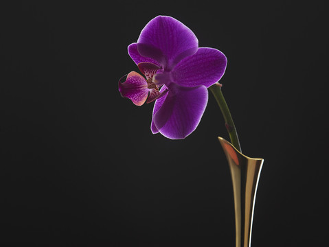 幽暗背景下花瓶里的兰花