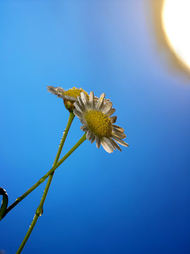 蓝色背景下的雏菊花