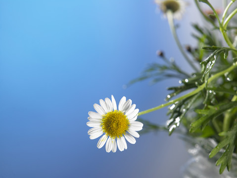 蓝天下的雏菊花