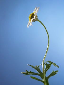 蓝色背景下的雏菊花