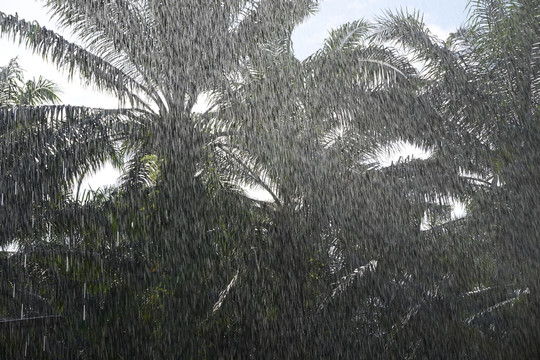 油棕农场雨天