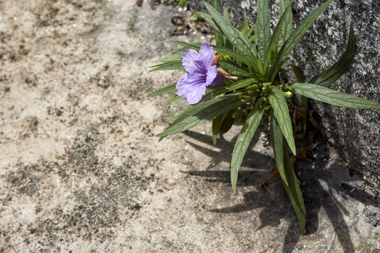 花长在水泥地上