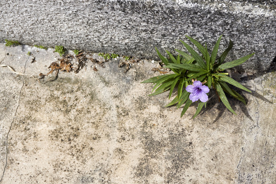 花长在水泥地上