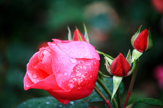 雨后月季花