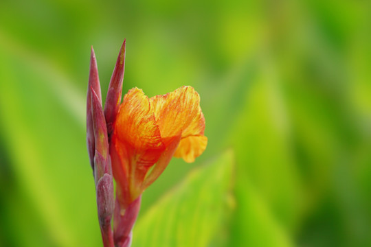 花卉