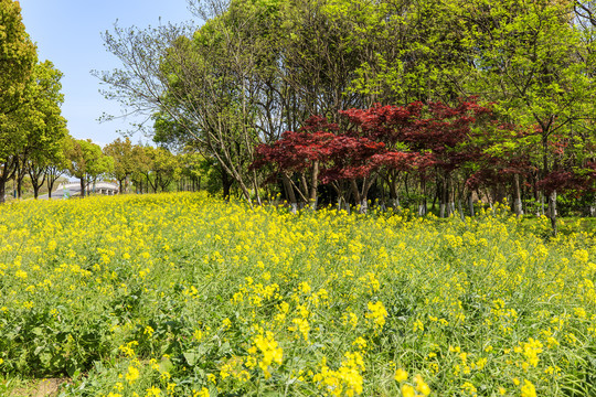 常熟沙家浜风景区