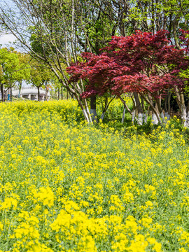 常熟沙家浜风景区