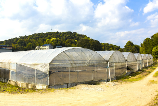 农村大棚种植外景