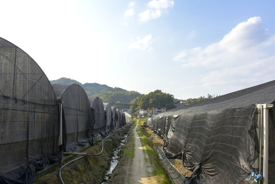 农村大棚种植外景