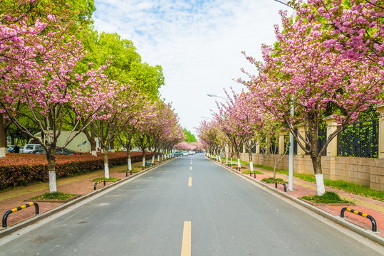 公路绿化树日本晚樱