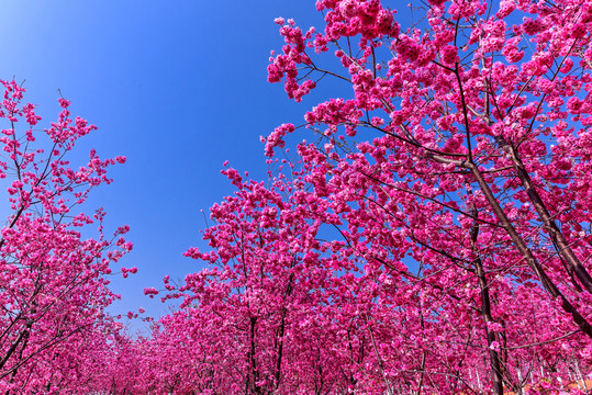 昆明宜良山后樱花谷