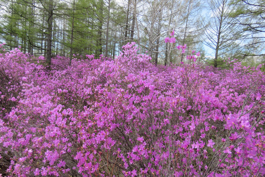 杜鹃花海