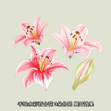 水彩百合花