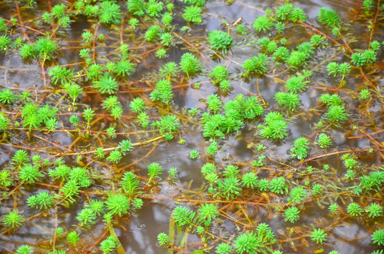 粉绿狐尾藻