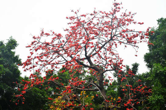 木棉花