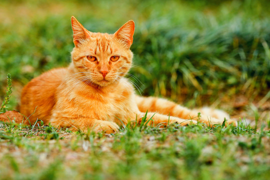 公园里的流浪猫橘猫