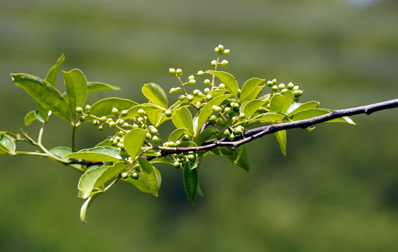 青花椒