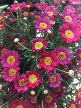 粉红色木茼蒿花朵