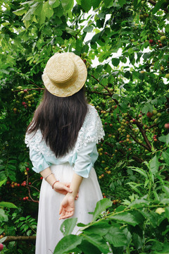 女孩在李子果园采摘写真