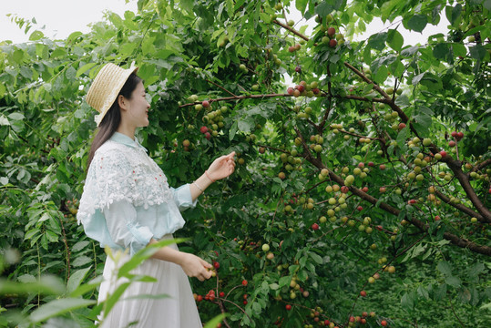 女孩在李子果园采摘写真