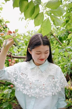 女孩在李子果园采摘写真