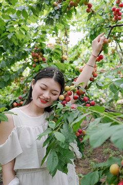 女孩在李子果园采摘写真