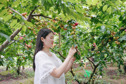 女孩在李子果园采摘写真