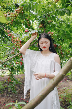 女孩在李子果园采摘写真