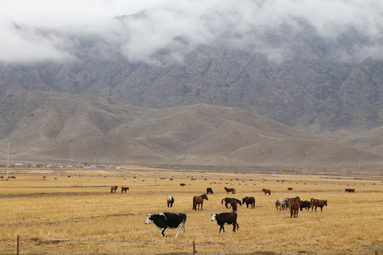 西藏风光旅游牦牛群