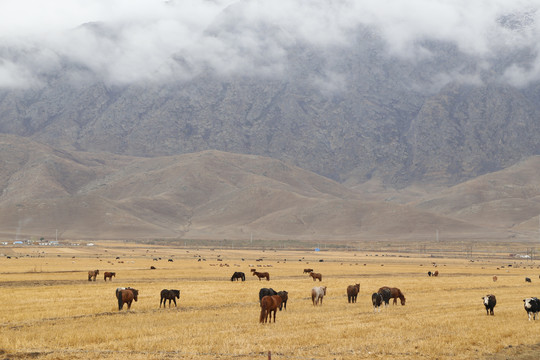 新疆牛马群