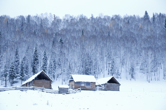 雪山松林小木屋