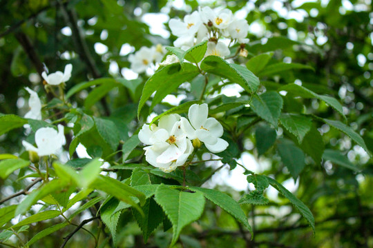 白玉堂花