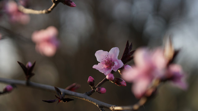 桃花