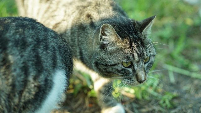 小花猫