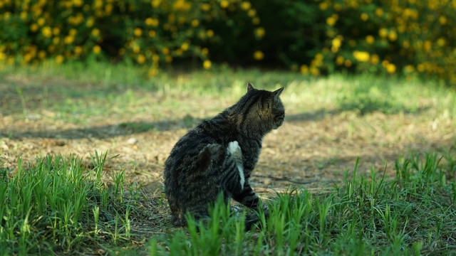 小猫