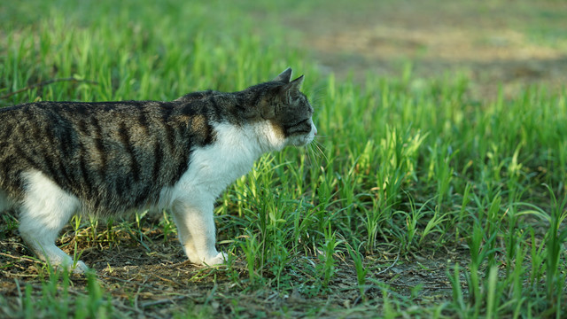 小猫