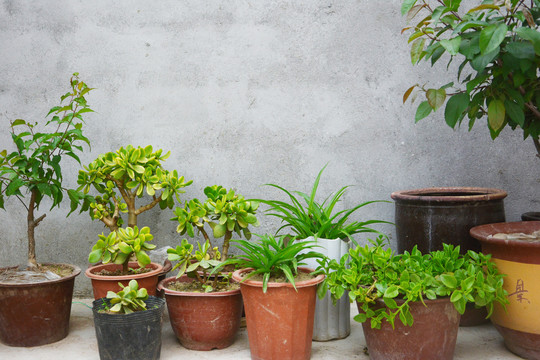 庭院植物盆栽