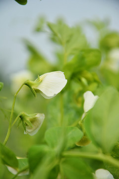 菜园清新豌豆花