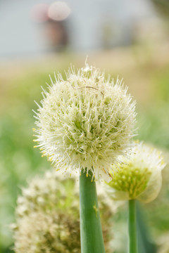蔥開花